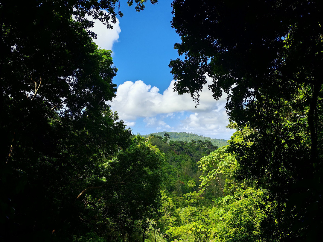 Coco Hill Forest-Melvin Hill必去景点