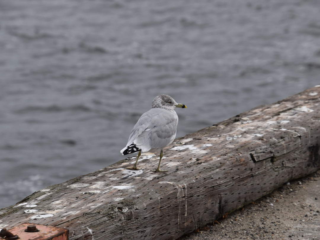 Hampton Inn Bath (brunswick Area), Me主图