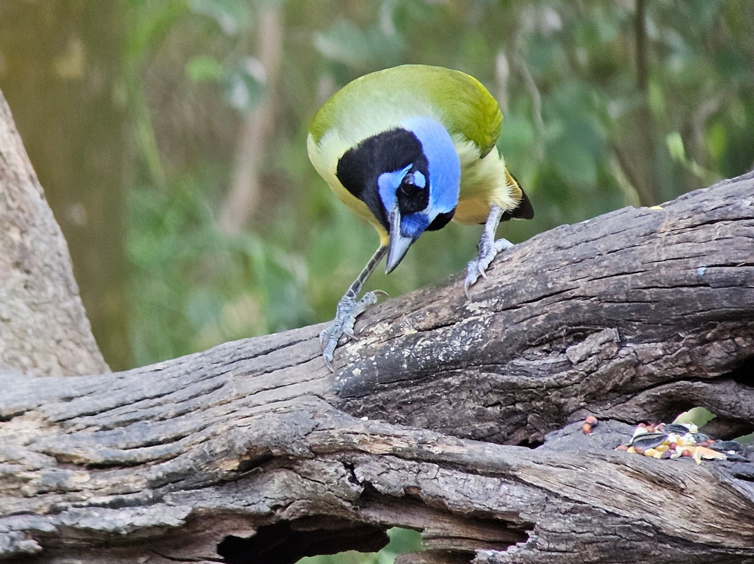 American Birding Guides-Patagonia必去景点