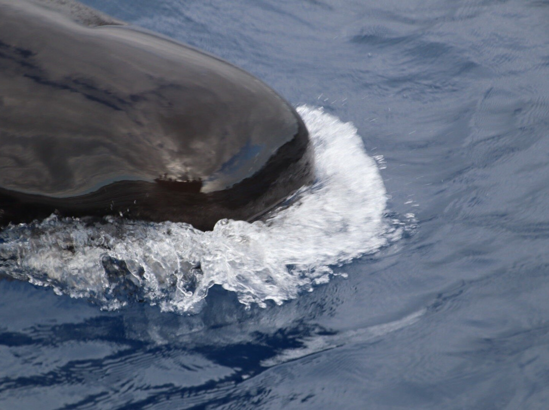 Oceano Whale Watching La Gomera-Valle Gran Rey必去景点