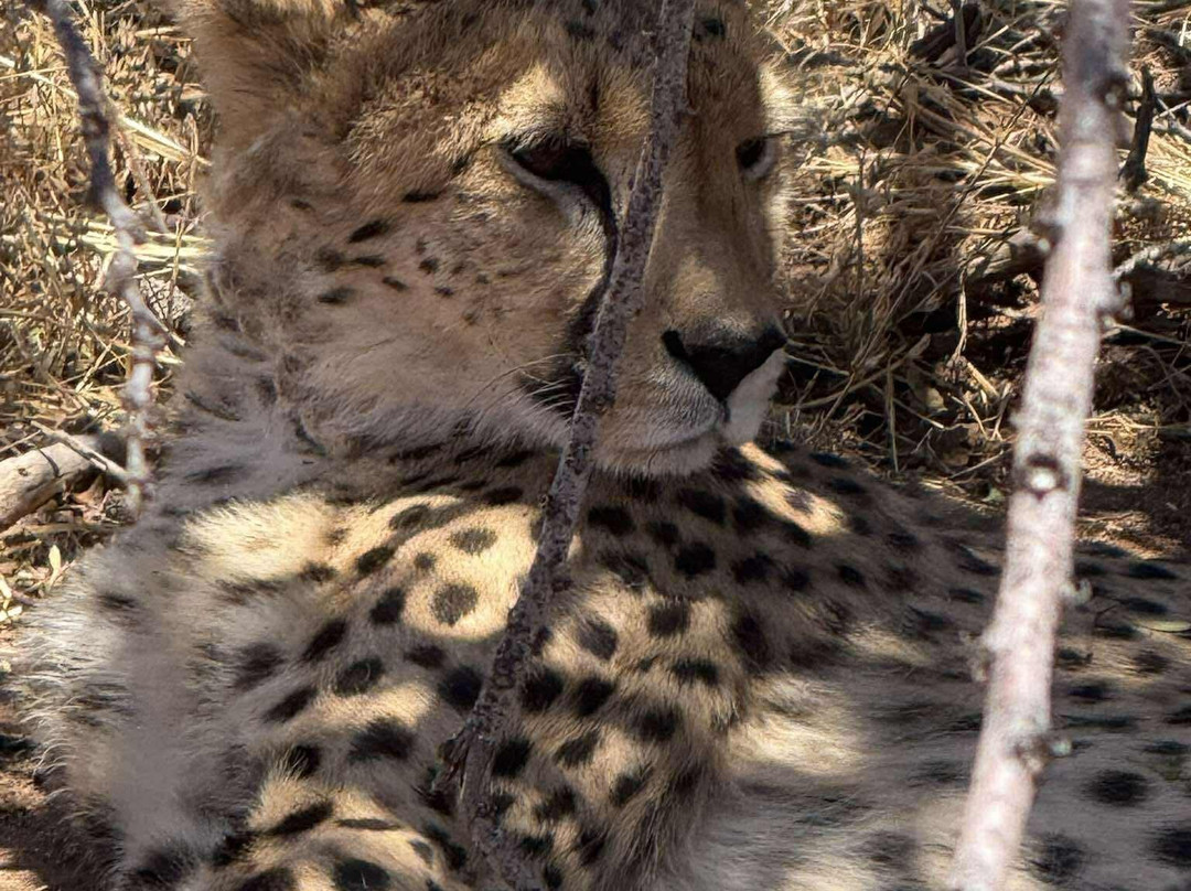 Cheetah Conservation Fund-奥奇瓦龙戈必去景点