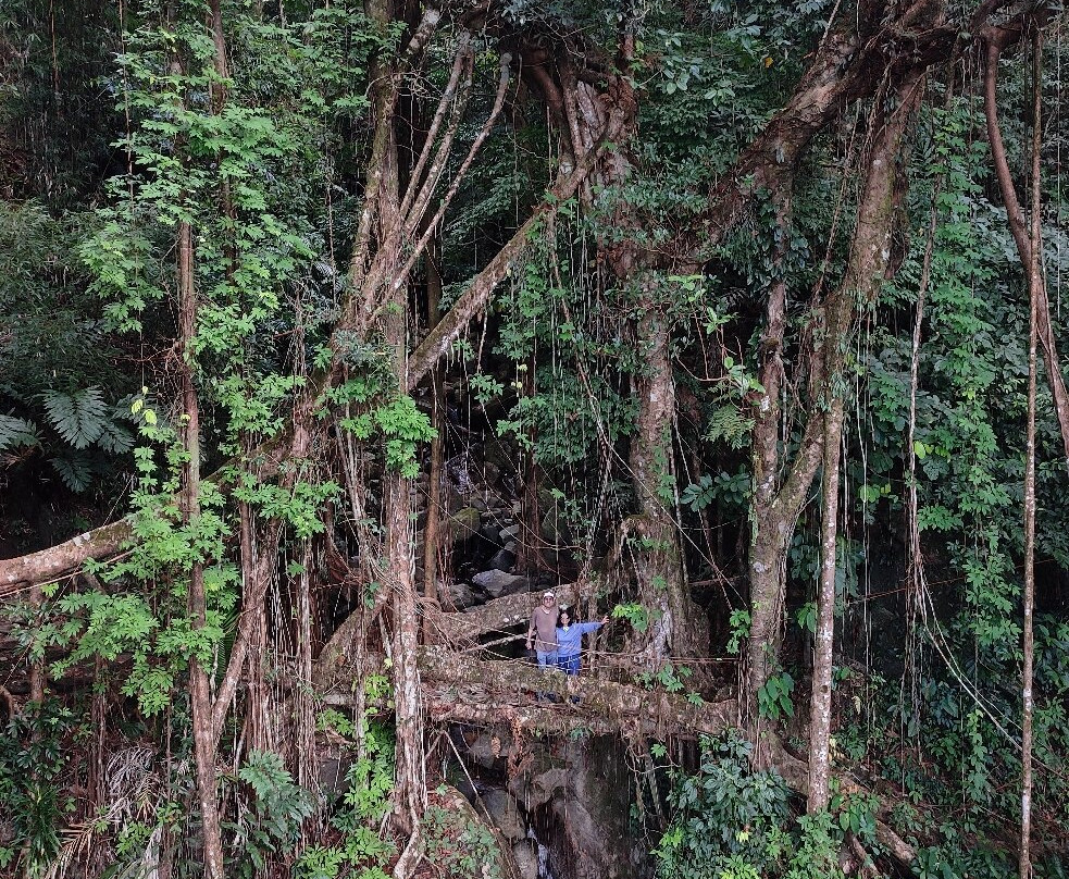 Double Decker Living Root Bridge-Sohra必去景点
