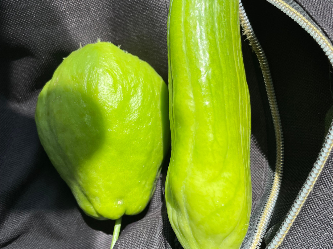 Sculpture By The Lakes-多切斯特必去景点