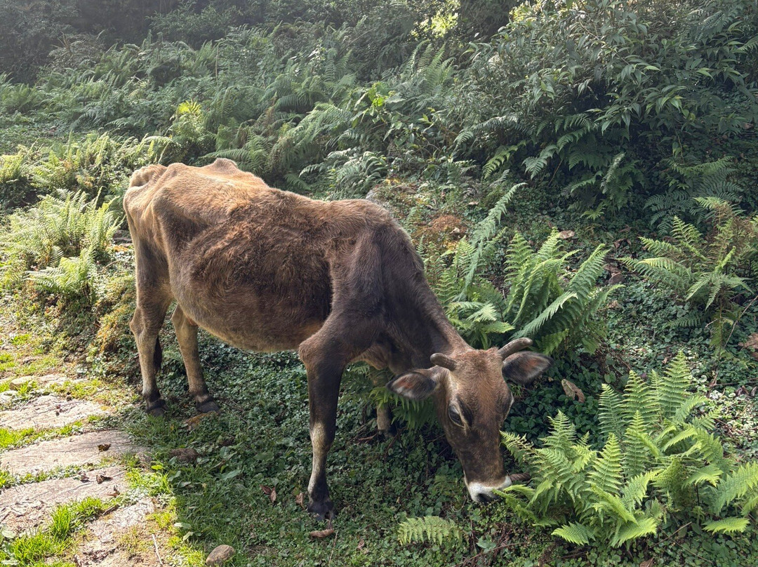Royal Himalayan Treks-Budhanilkantha必去景点