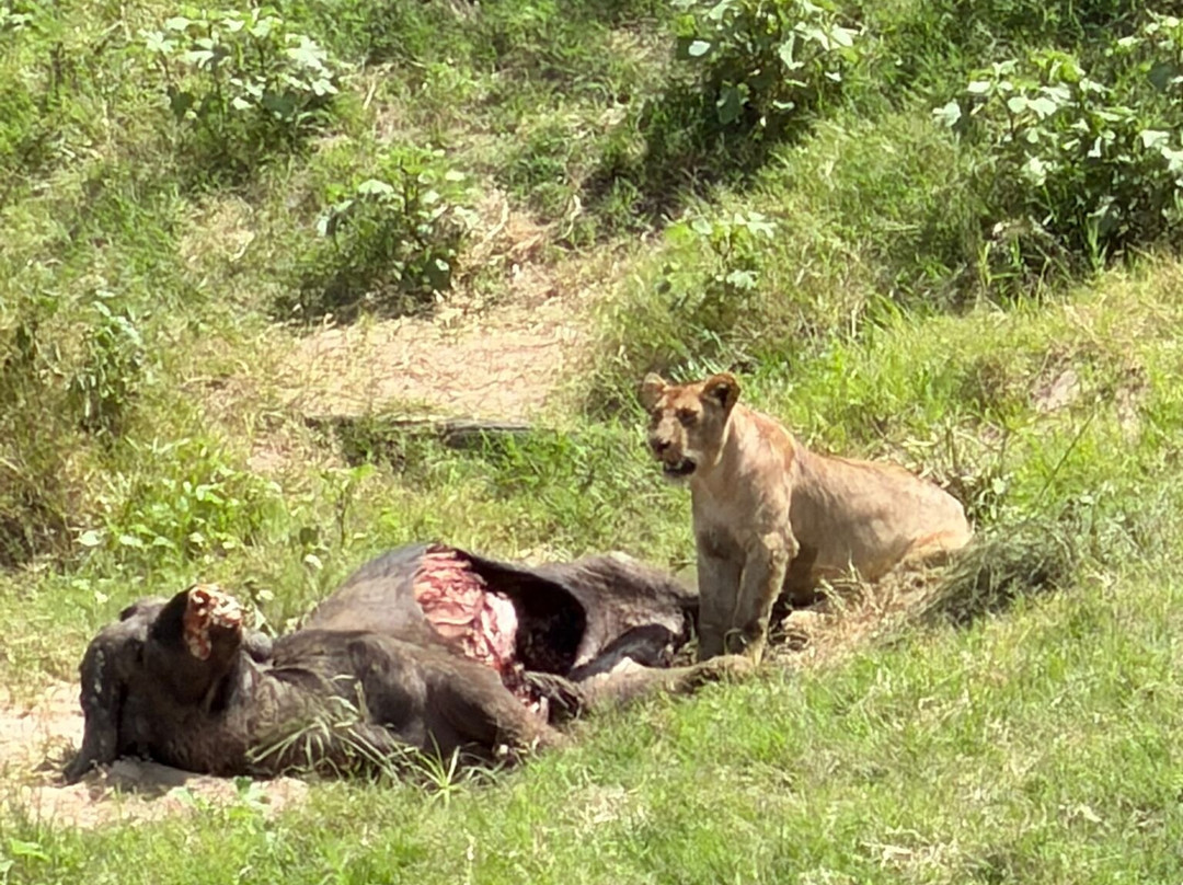 Hyrax Safaris-Ololaimutiek必去景点