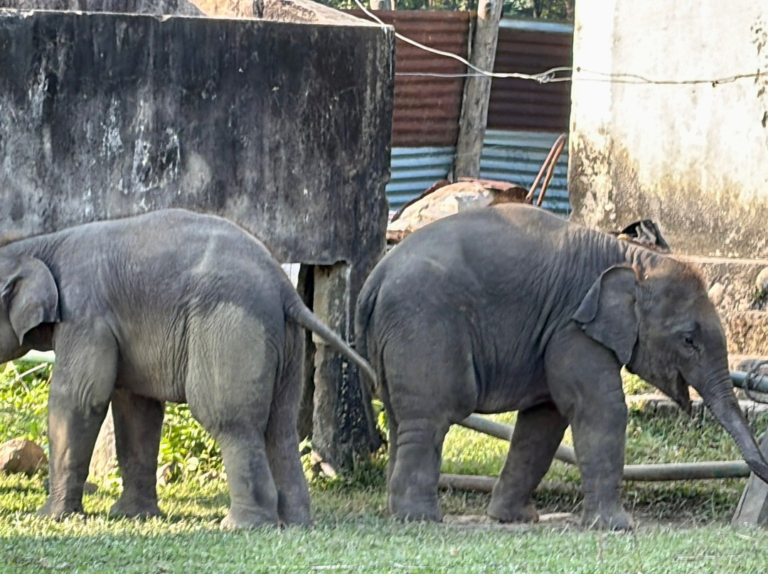 Elephant Breeding Centre-苏拉哈必去景点