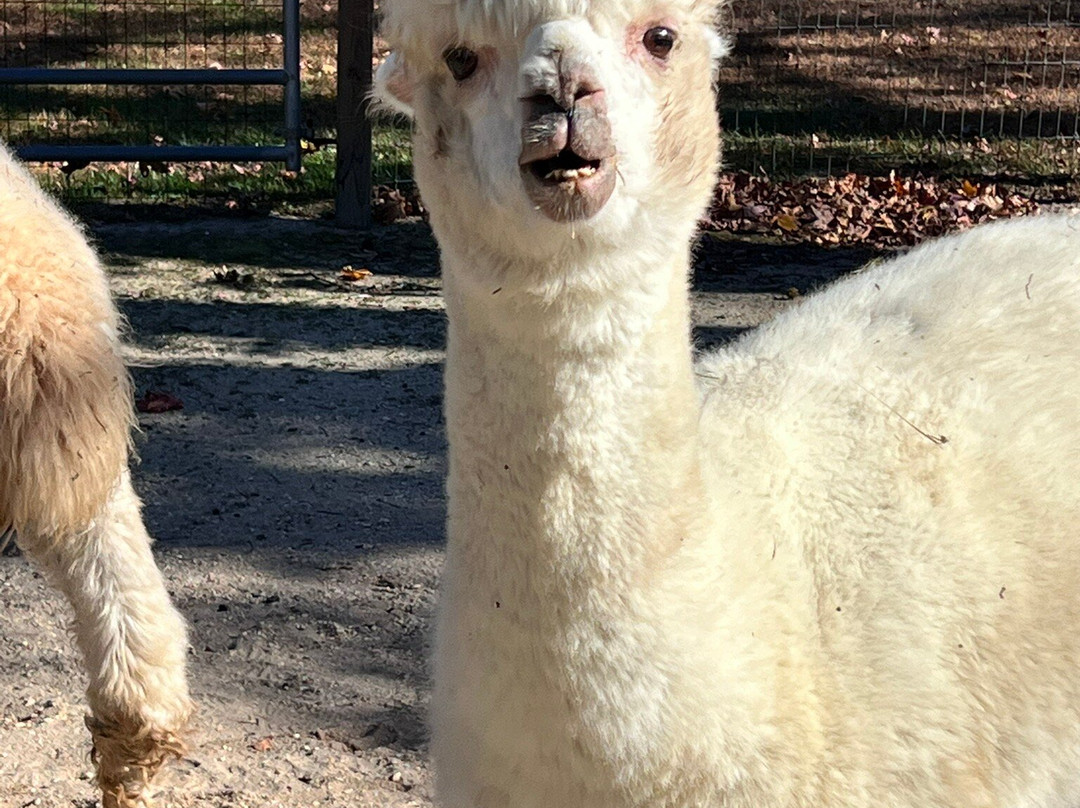 Jersey Shore Alpacas-开普梅必去景点