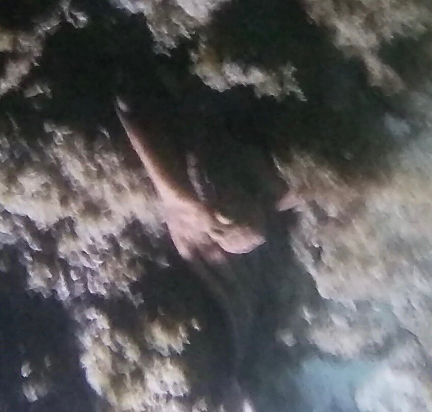 The Diveshop Curacao-威廉斯塔德必去景点