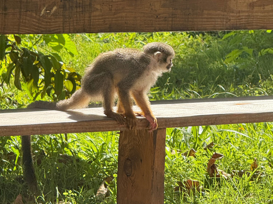 Monkey Home Puerto Plata-普拉塔港必去景点