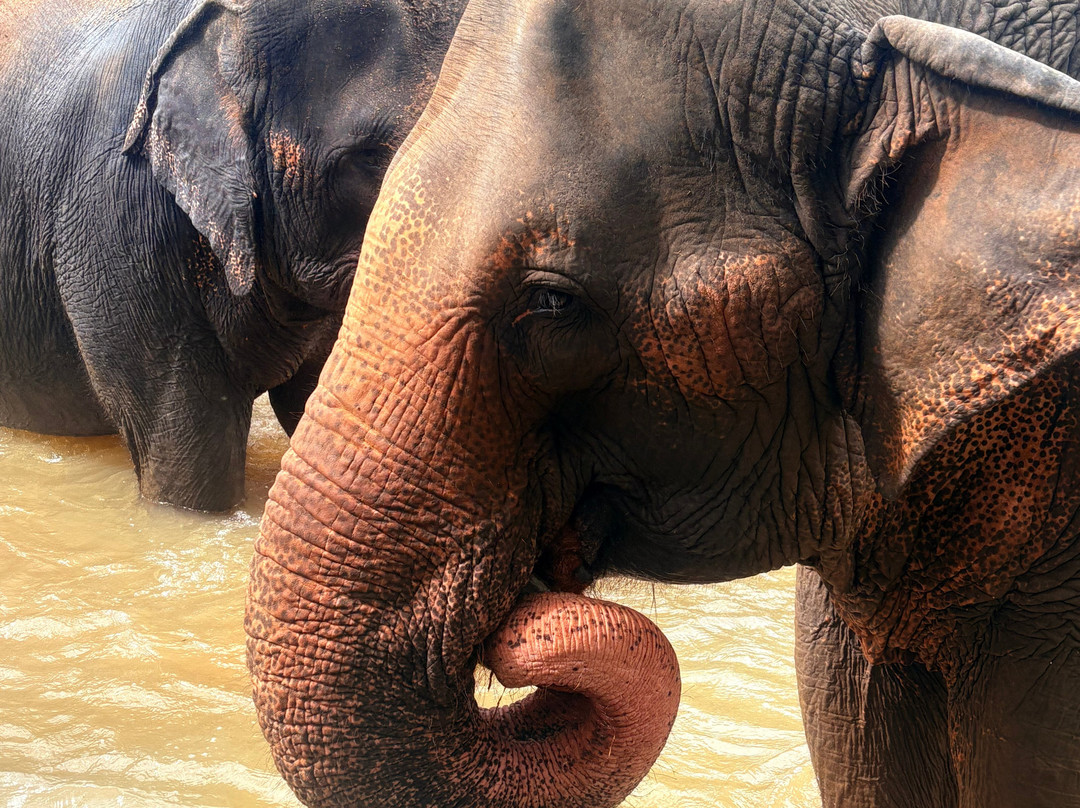 Elephant Freedom Project-凯格勒 必去景点