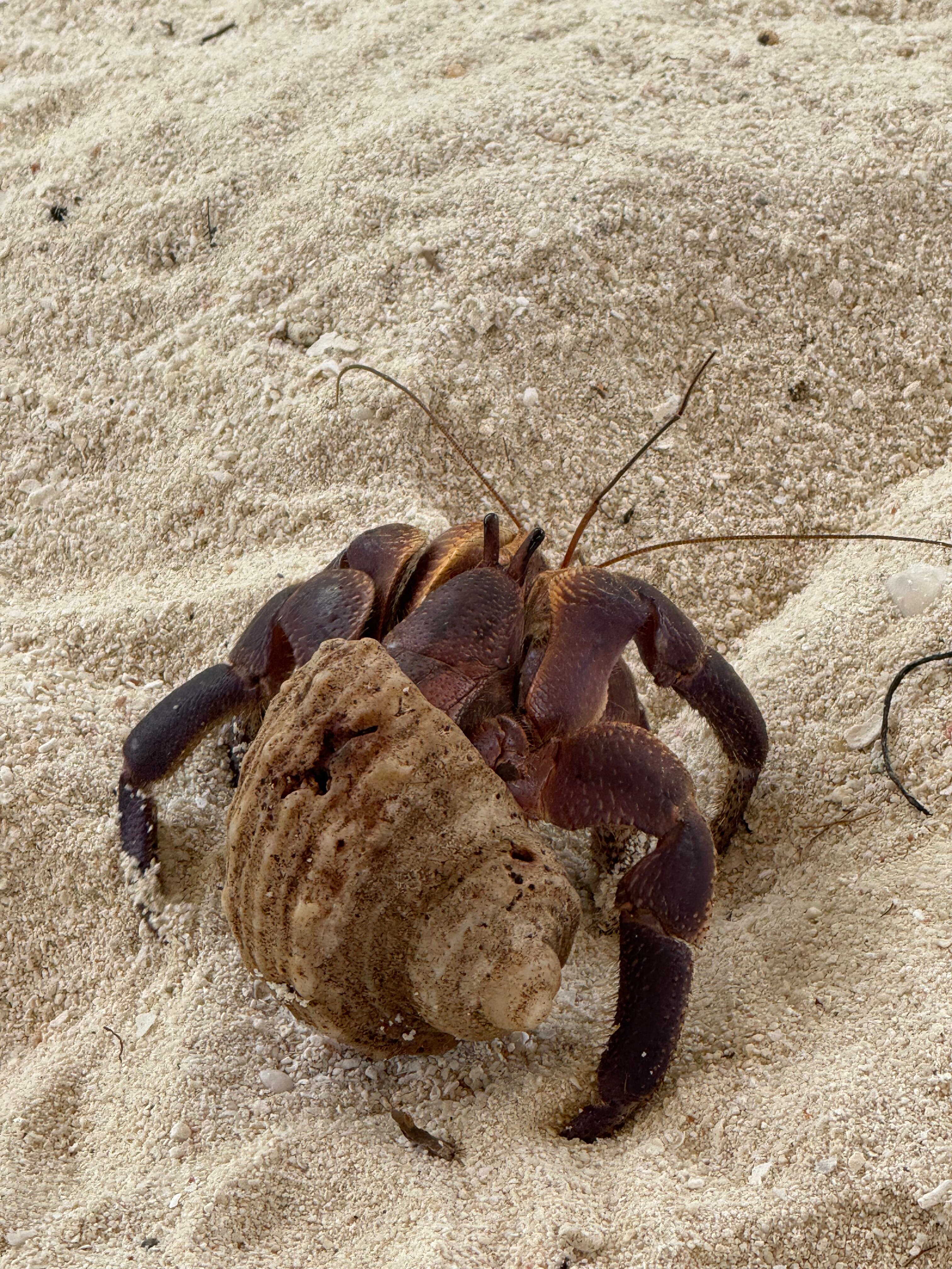 Blue Coral Vashafaru-官方