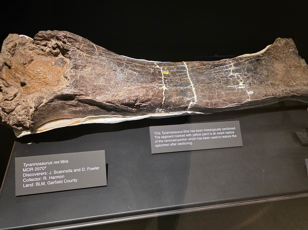 Museum of the Rockies-博兹曼必去景点