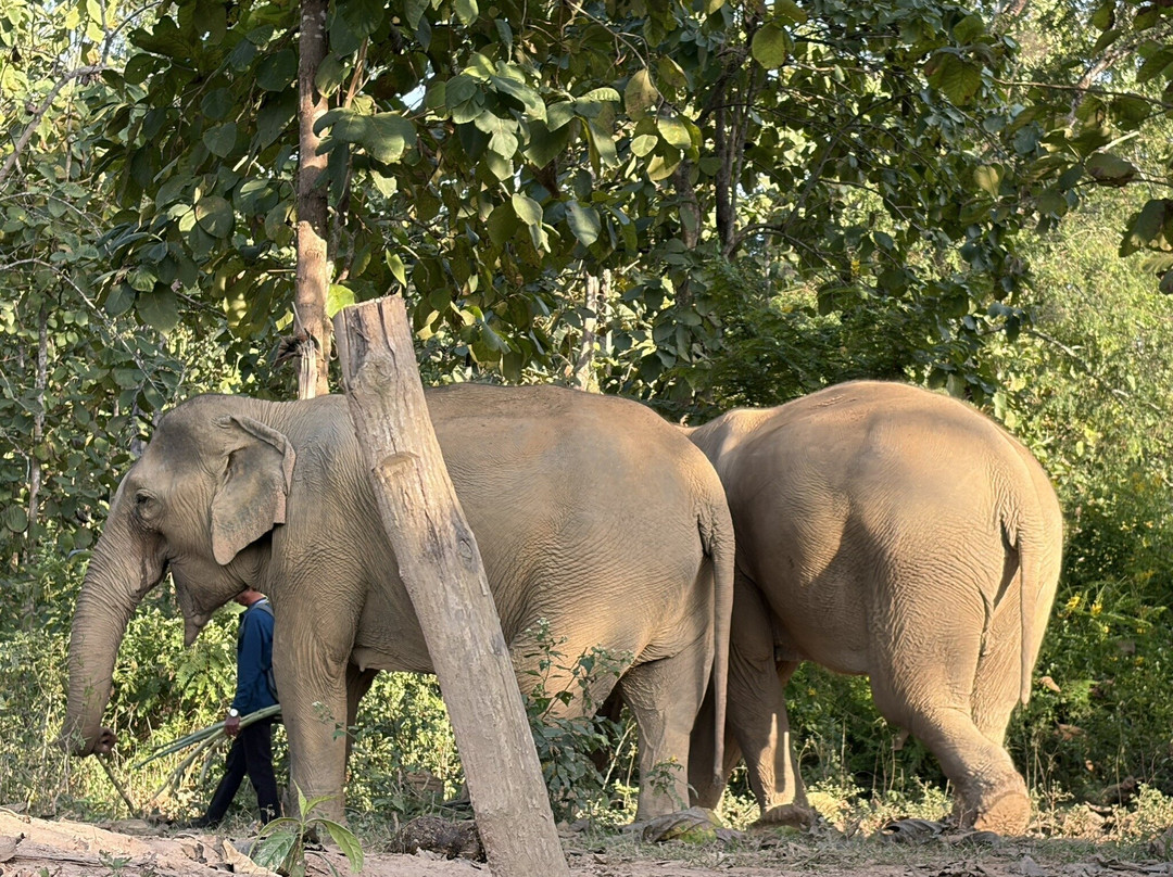 MandaLao Elephant Conservation-琅勃拉邦必去景点
