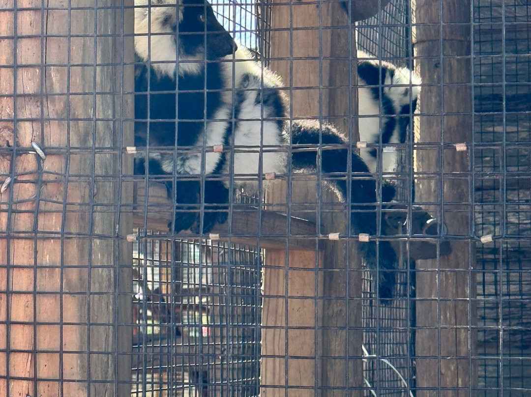 Lake Hartwell Wildlife Safari-Hartwell必去景点