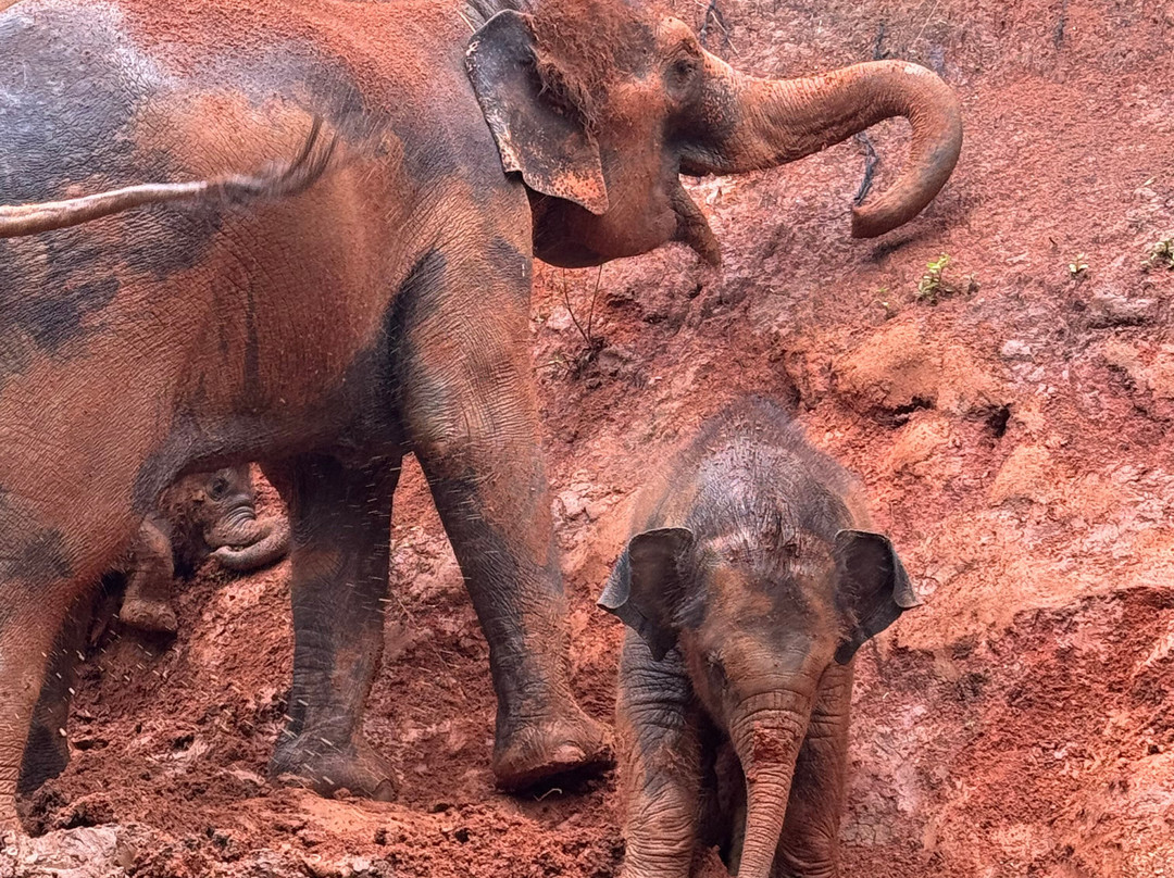 Elephant Freedom Village-清迈必去景点