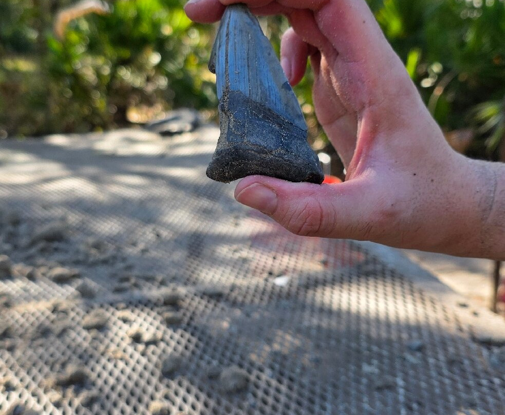 Fossil Expeditions-阿卡迪亚必去景点