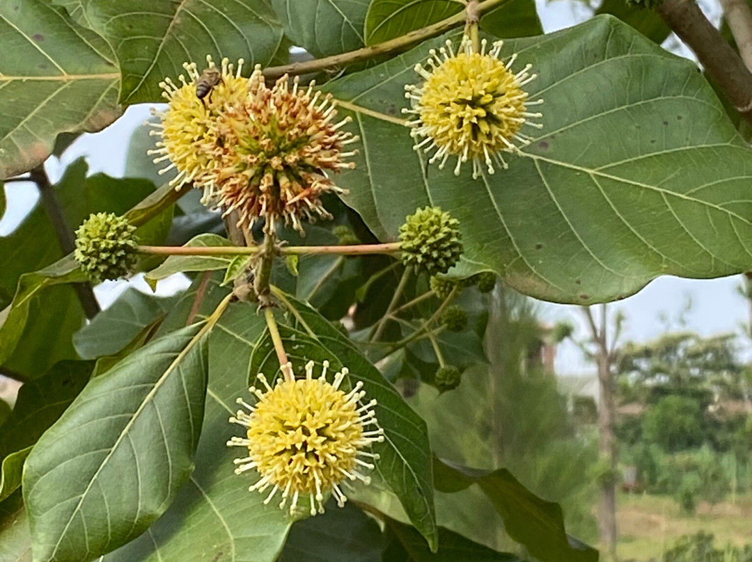 Nyandungu Eco-Park-吉佳利必去景点