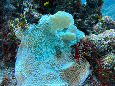 Epic Divers Grand Cayman Cayman Islands-大开曼岛必去景点