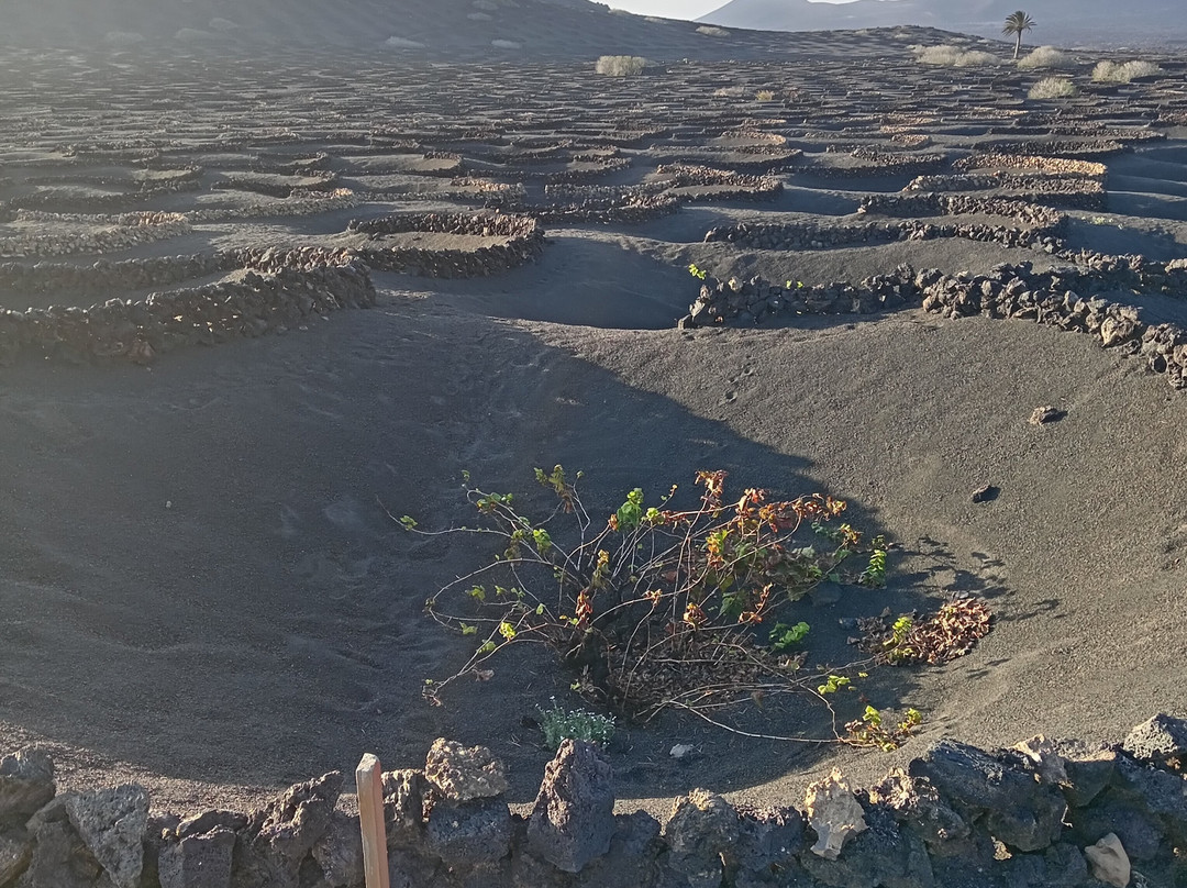 Wine Tours Lanzarote-卡门港必去景点