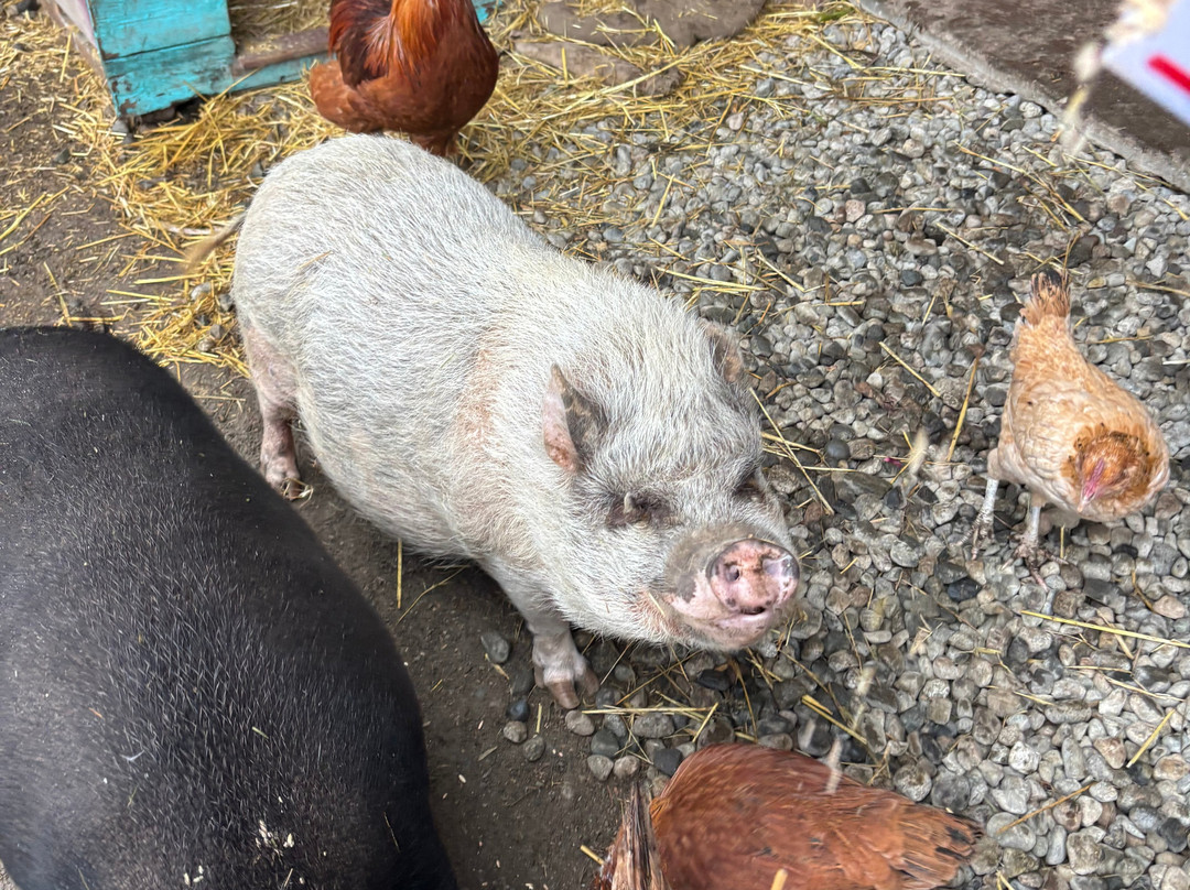 Farm Ventures-Roberts Creek必去景点