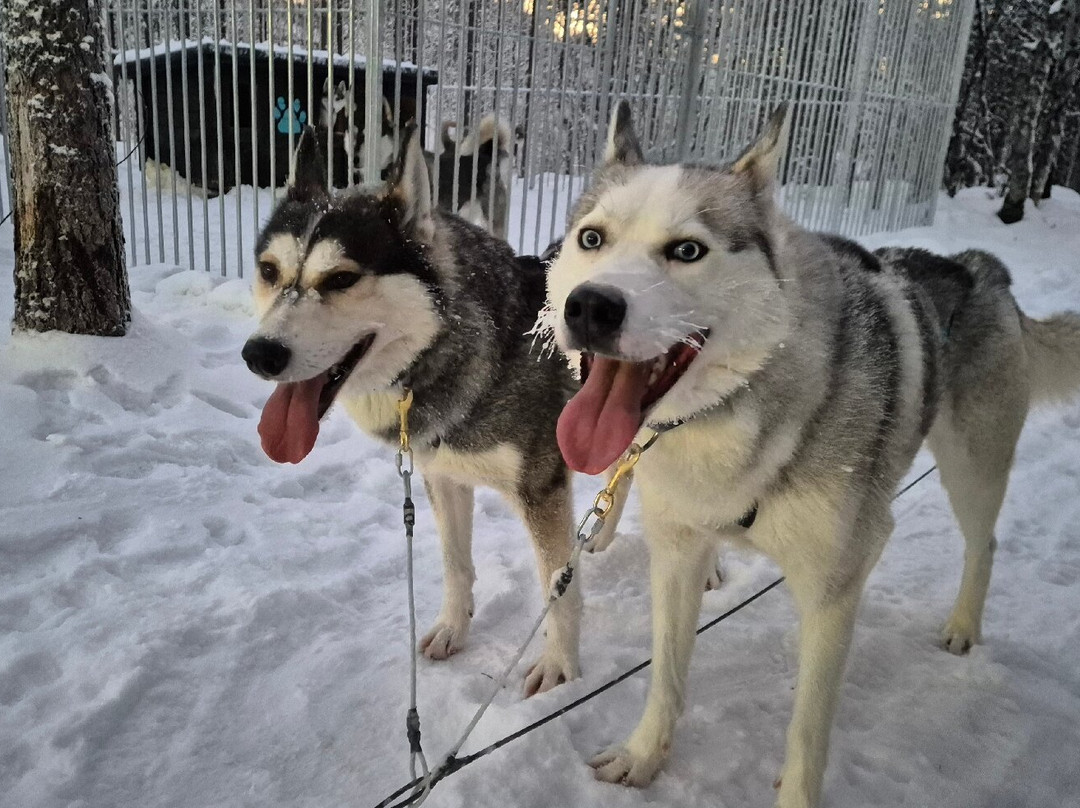 Happy Huskies-伊瓦洛必去景点