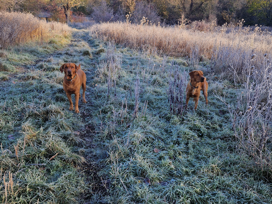 Coatham Woods-Long Newton必去景点