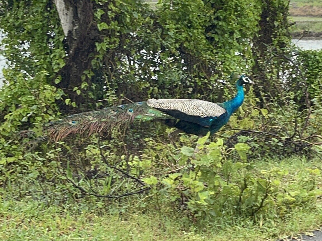 BH Lanka Tours-Kurunegala必去景点