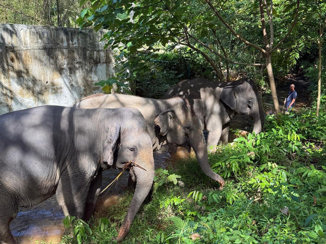 Lanta Island Safari Elephant Lover-Khlong Hin必去景点