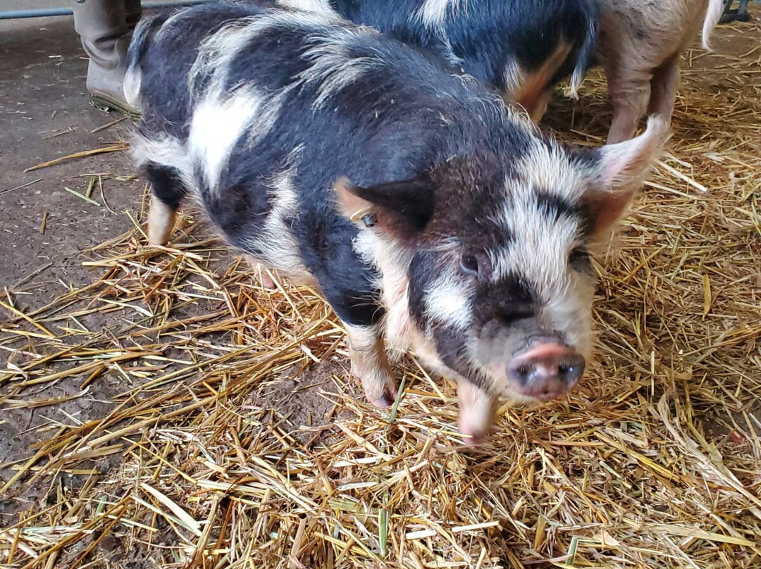 Charnwood Forest Alpacas-Boundary必去景点
