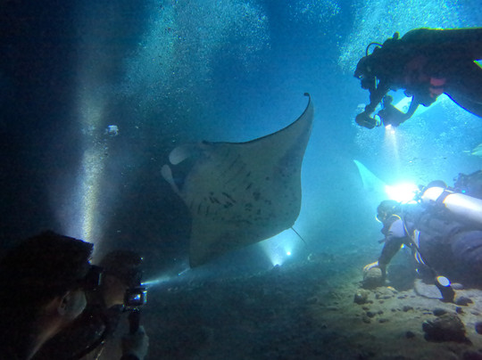 Manta Ray Dives Of Hawaii-凯鲁瓦-柯纳必去景点