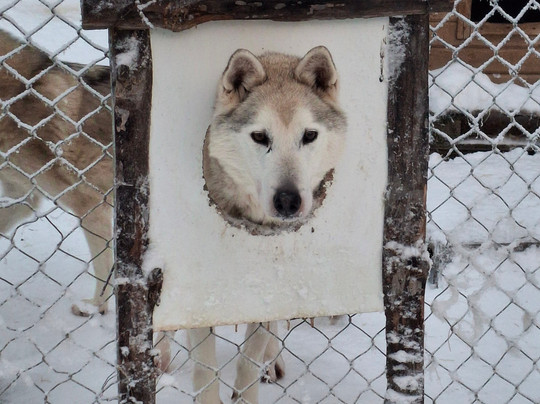 Levi Huskypark-Kongas必去景点