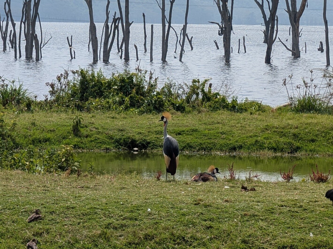 Tuthie afrika-纳库鲁必去景点