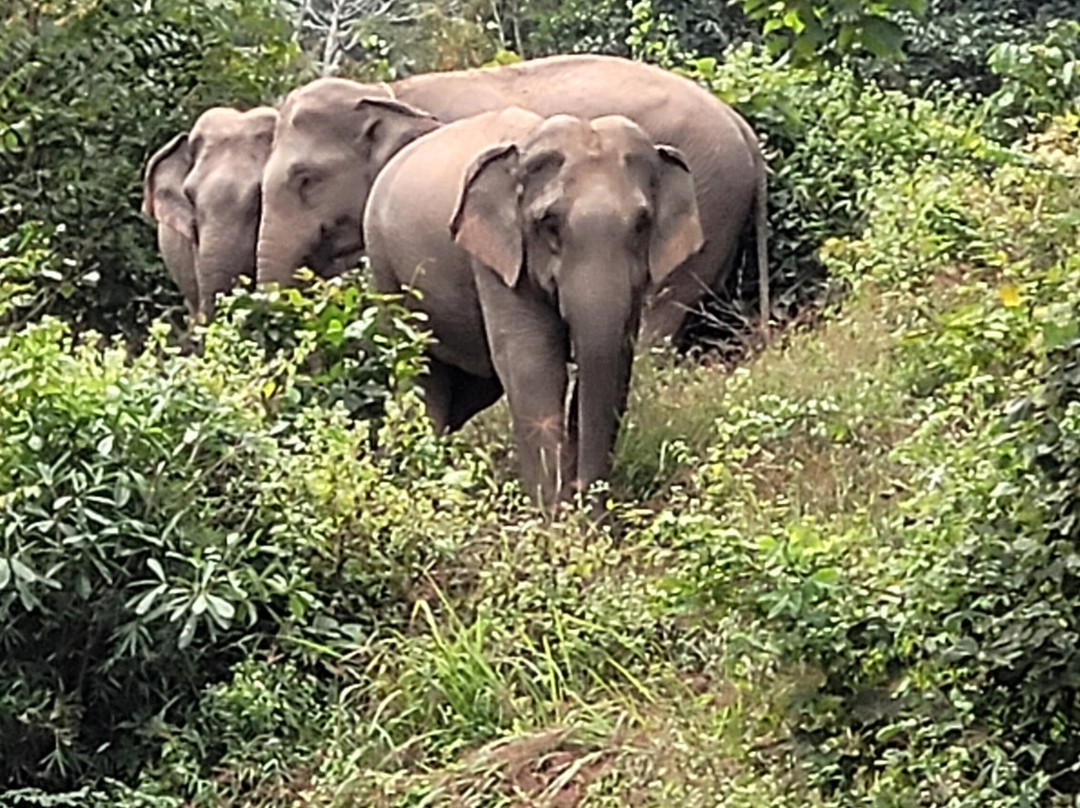 Mekong Elephant Park-北宾必去景点