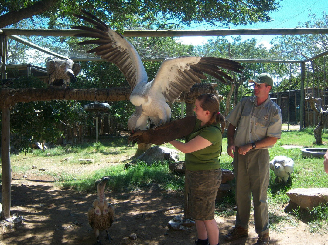 Moholoholo Wildlife Rehabilitation Centre-霍德斯普鲁特必去景点