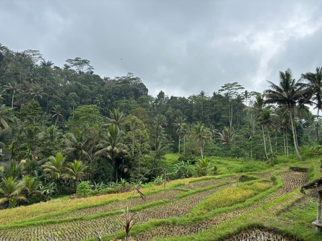 古农卡威斯巴图圣泉寺-Sebatu必去景点