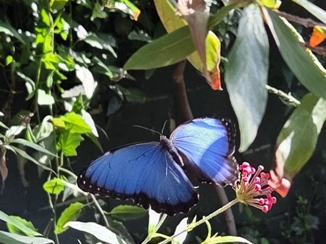 Butterfly Wonderland-斯科茨代尔必去景点