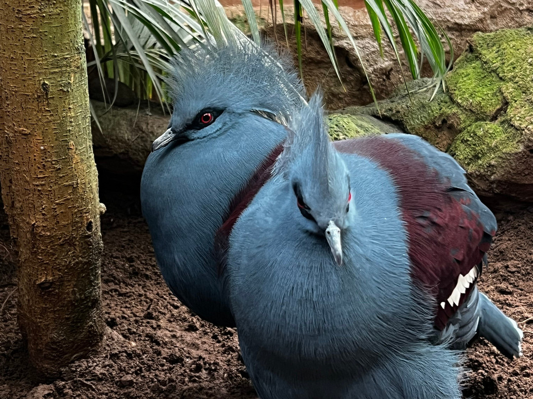 Bioparc Fuengirola-福恩吉罗拉必去景点