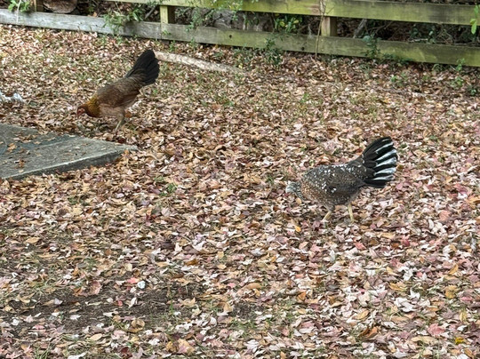 Jacksonville-Baldwin Rail Trail-杰克逊维尔必去景点