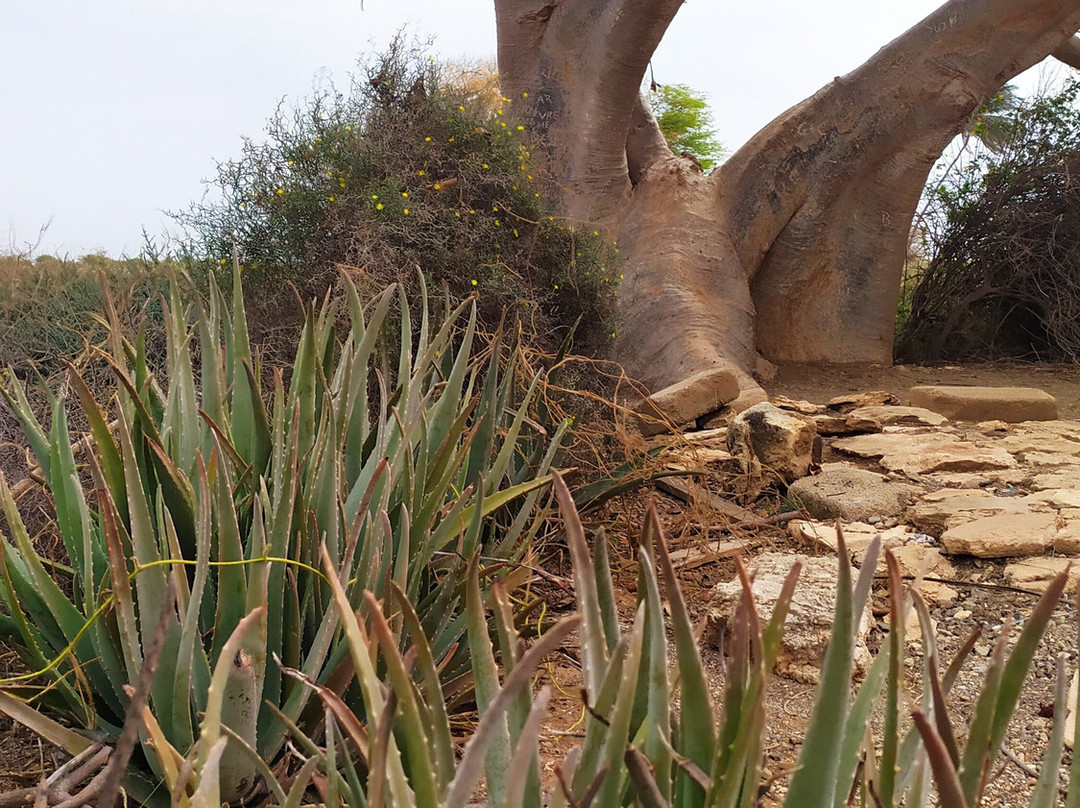 Momo Tour Boa Vista-圣莫尼卡必去景点