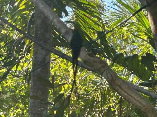 Barney's Botanical Garden Jamaica-内格里尔必去景点