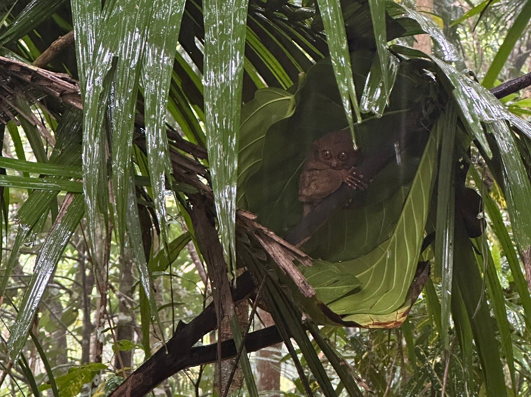 菲律宾眼镜猴及野生动物保护区-Corella必去景点