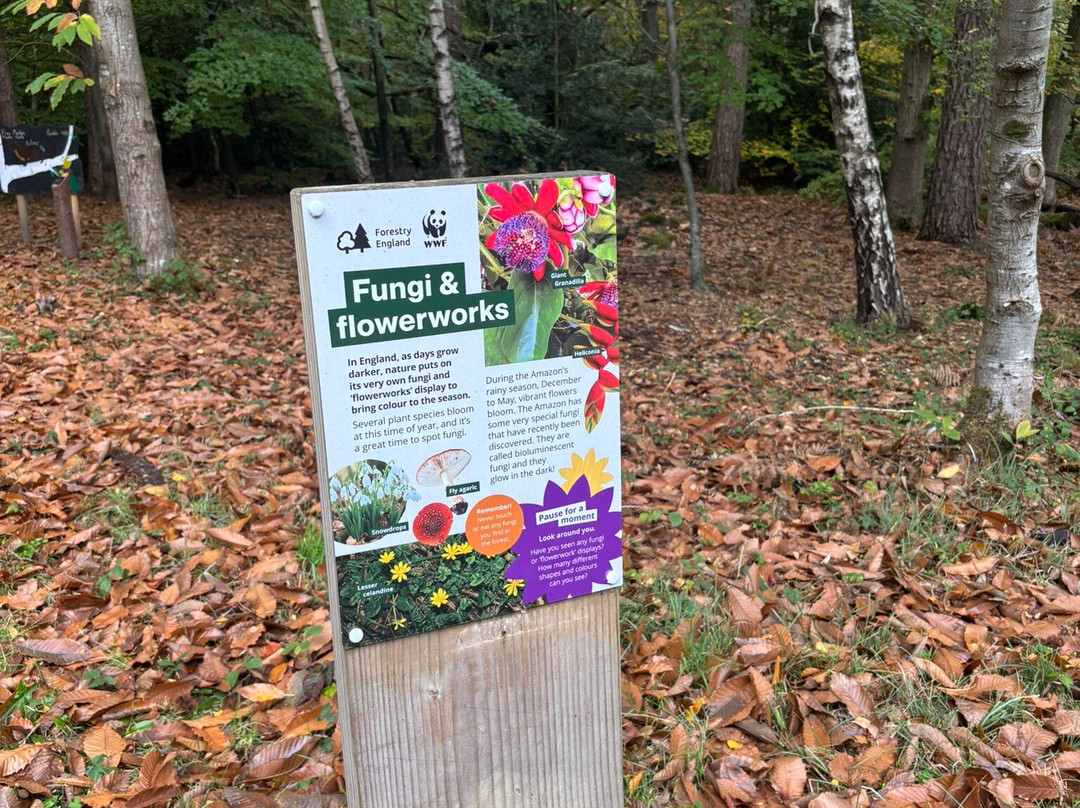 Alice Holt Forest-法纳姆必去景点