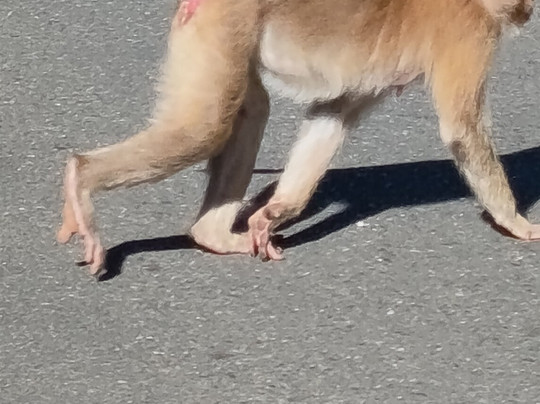 Khao Yai National Park-北丕必去景点