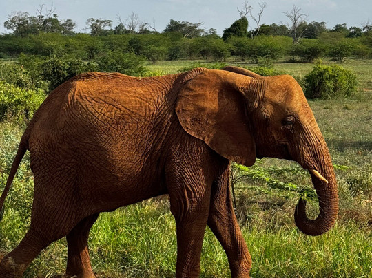 Mimmo Shaibu Kenya Safari-瓦塔木必去景点