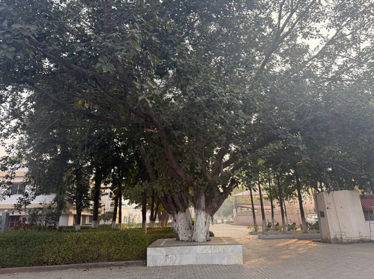 Kripanidhi Retreat Rajgir主图