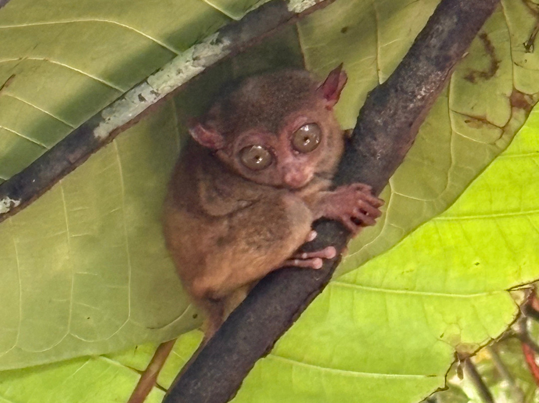 CSP Travel & Tours-宿雾市必去景点