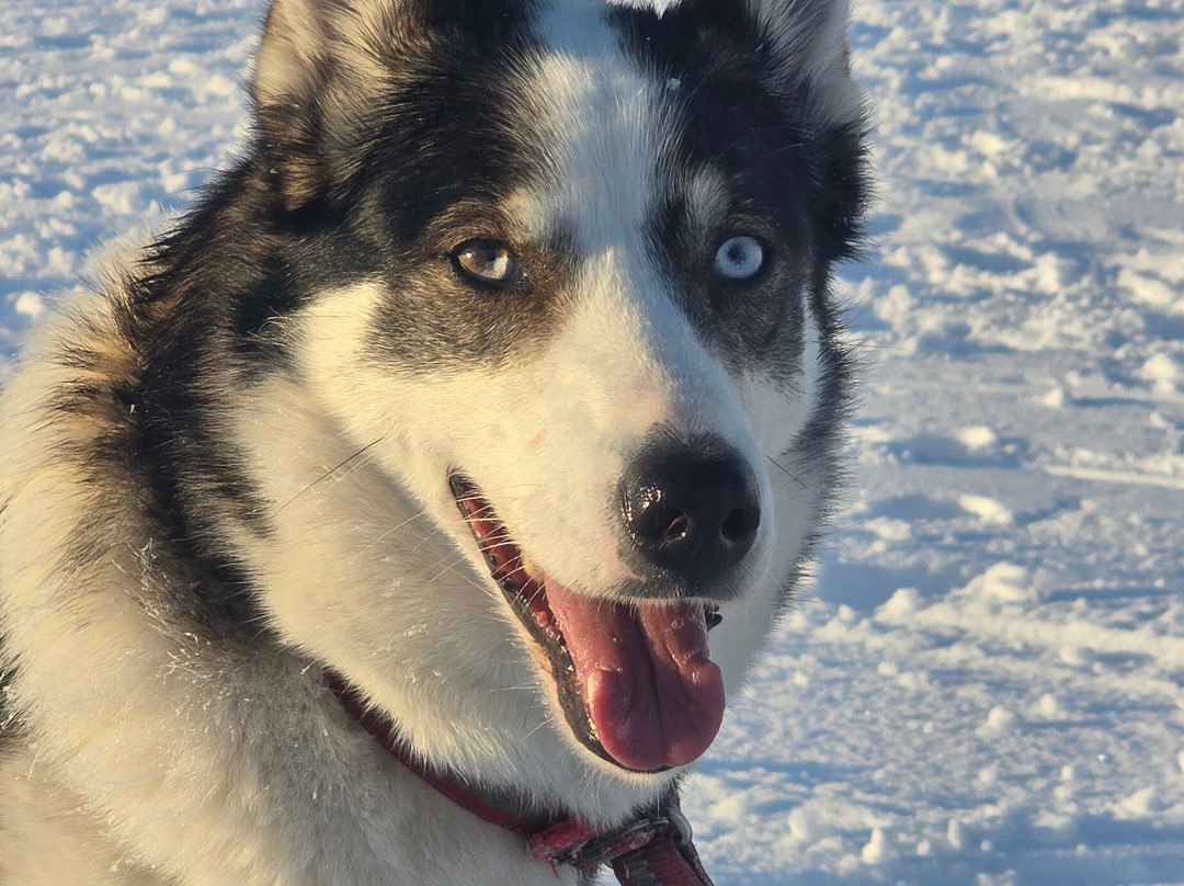 Fjallaventyr-Salen必去景点