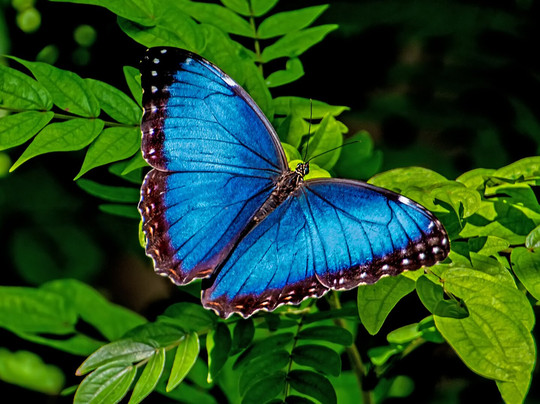 Rico Tico Tours-Puerto Viejo必去景点