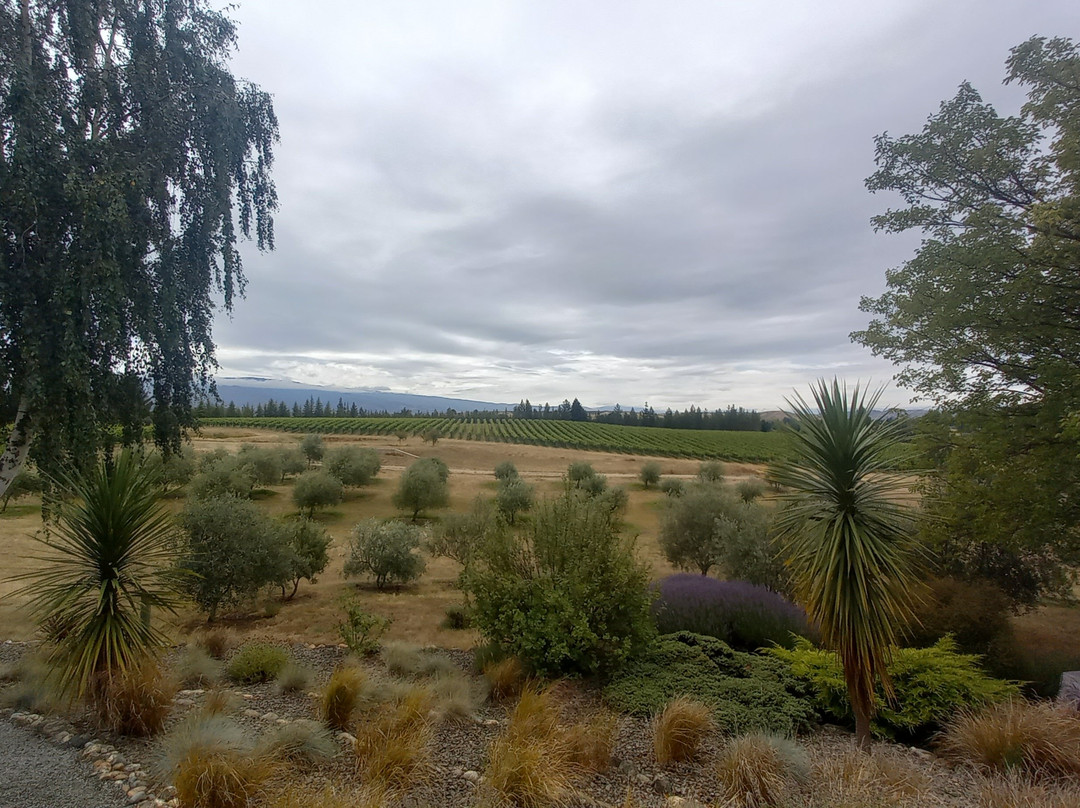 Grey Ridge Vineyard Experience