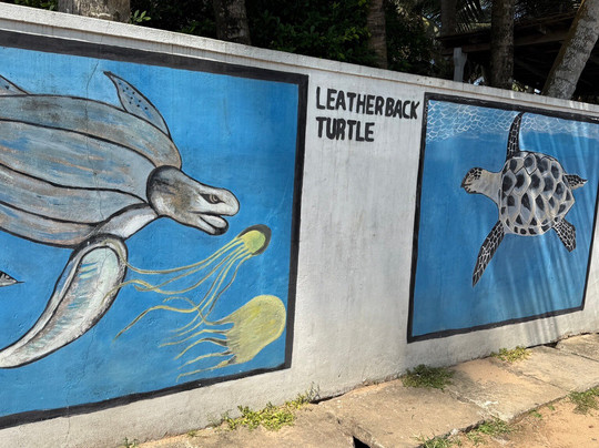 Induruwa Sea Turtle Conservation Project & Sea Turtle Information Center-因都鲁瓦必去景点